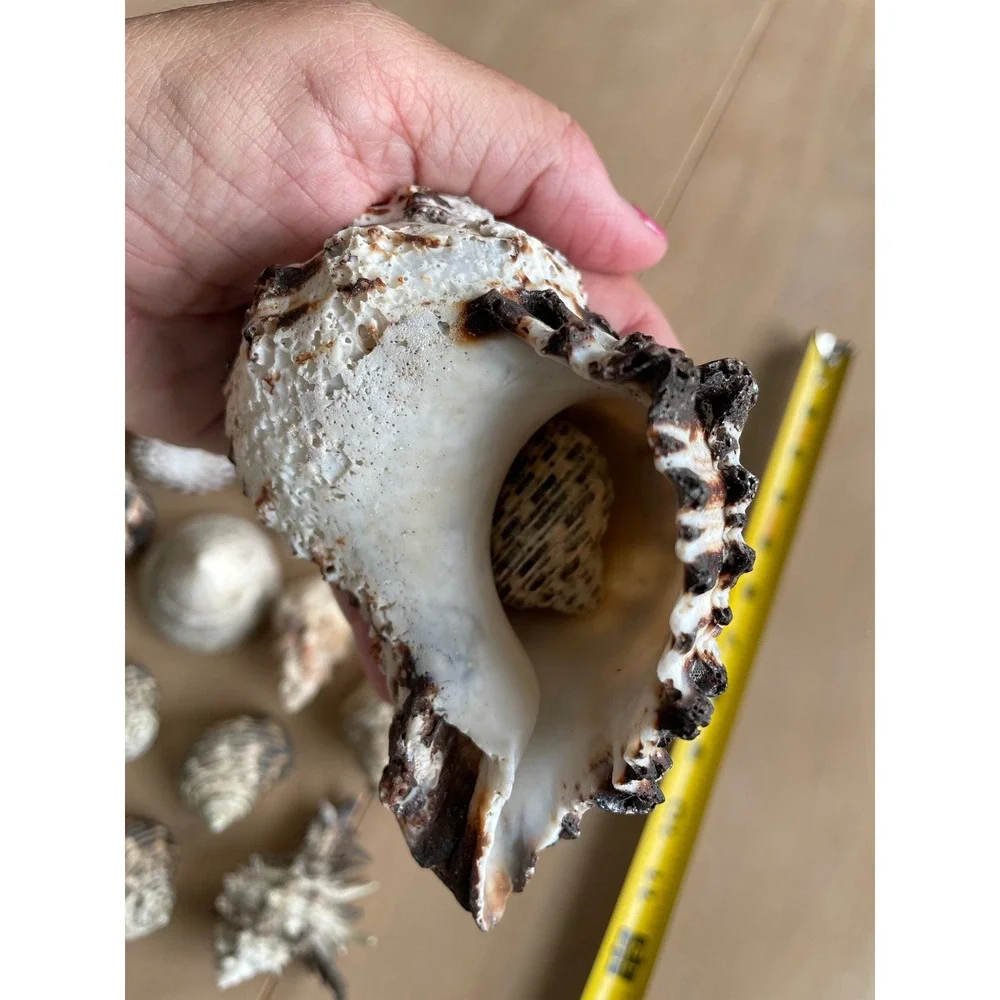 Large Mixed Seashell Collection 16 Natural Beach Shells Craft Decor Display Lot
